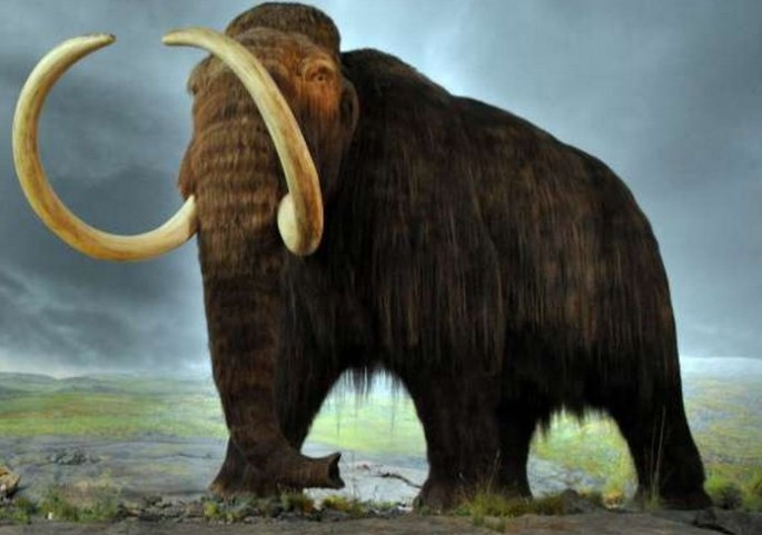 cassius woolly mammoth