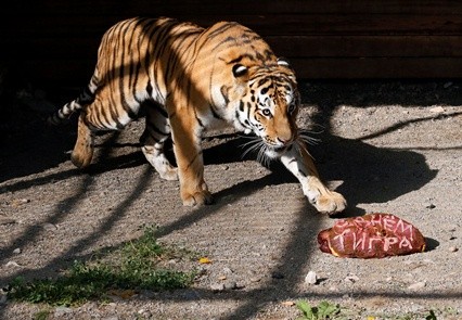 An Amur tiger in captivity at the Royev Ruchey zoo in the suburbs of Krasnoyarsk, Siberia in Russia.